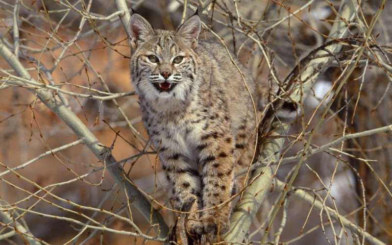 Рысь обыкновенная (Felis Lynx l.),