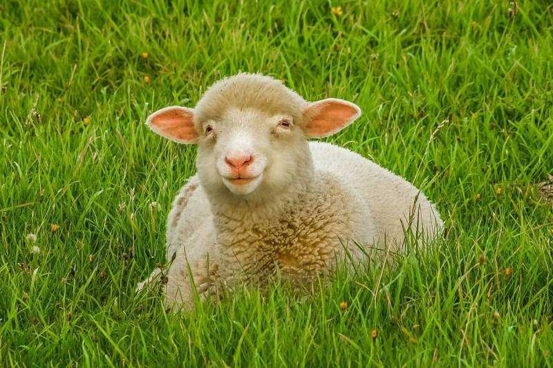 Фотография овцы