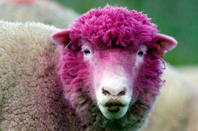 Разноцветные овцы