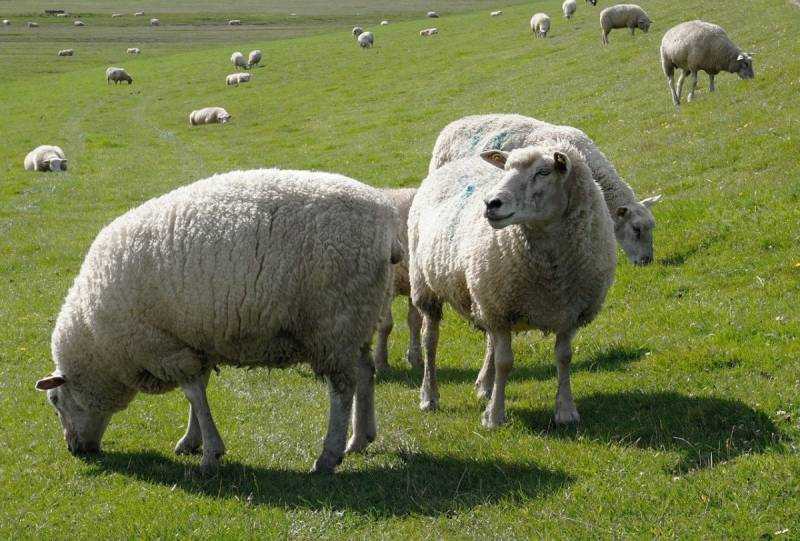 Толстые овцы