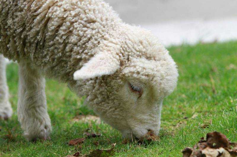 Новая Зеландия овцы