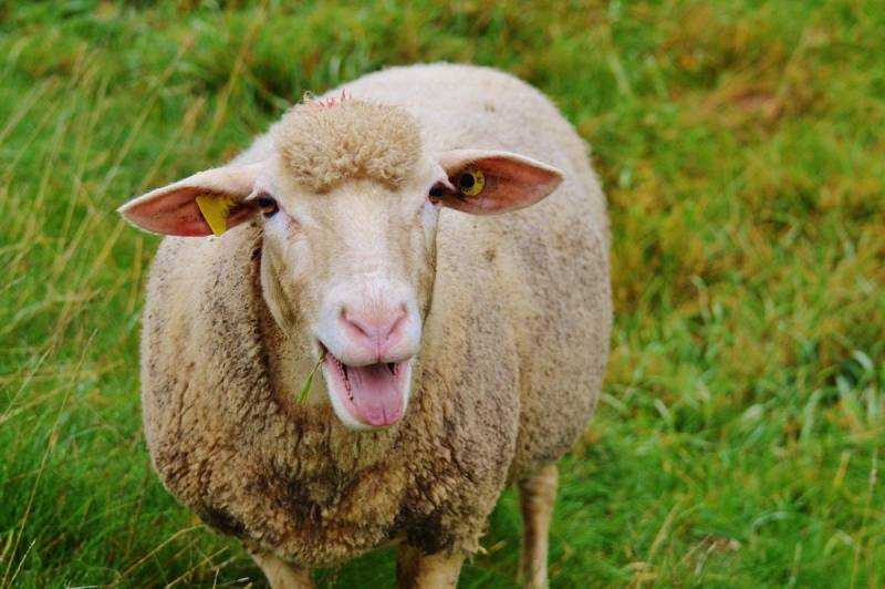 Домашняя овца