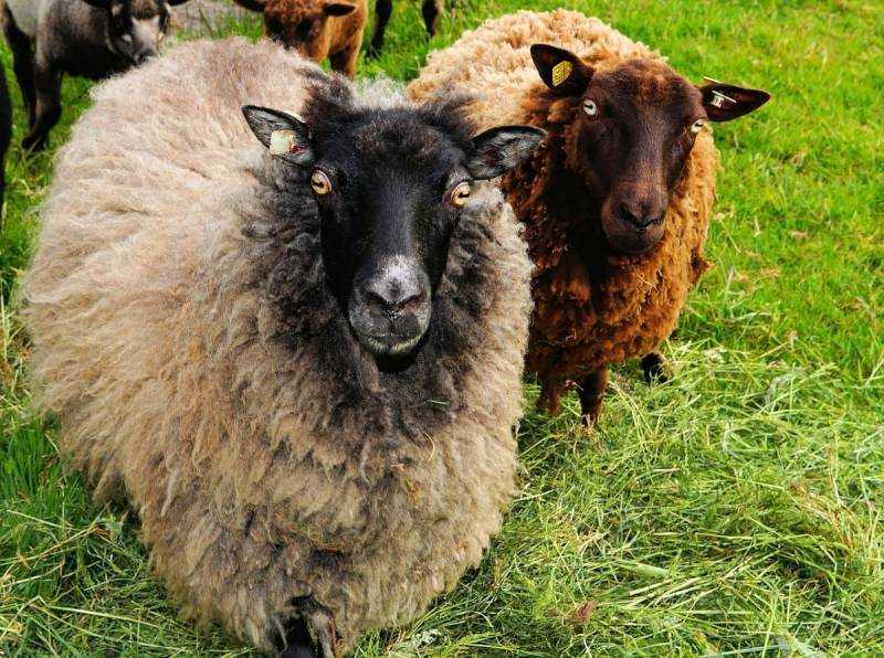 Цвартблес порода овец