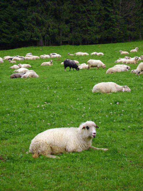 Овца Харпер