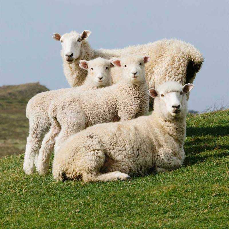 Шевиот овцы