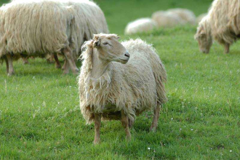 Ирландец пасет овец