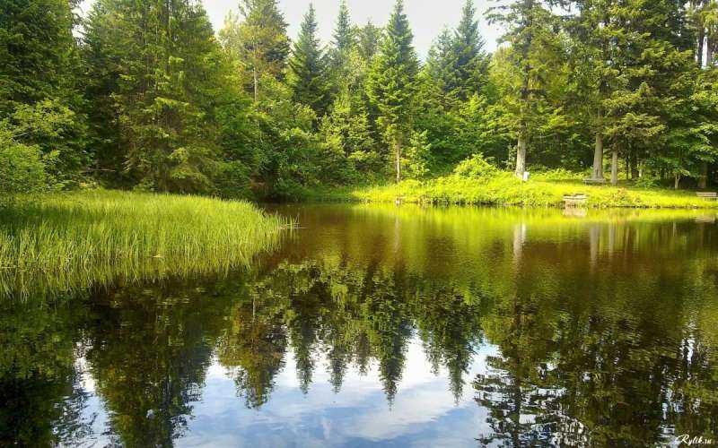 Лесное озеро в лесу