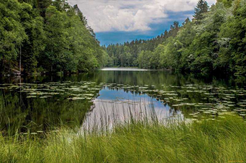 Лесное озеро Подушкинский лес