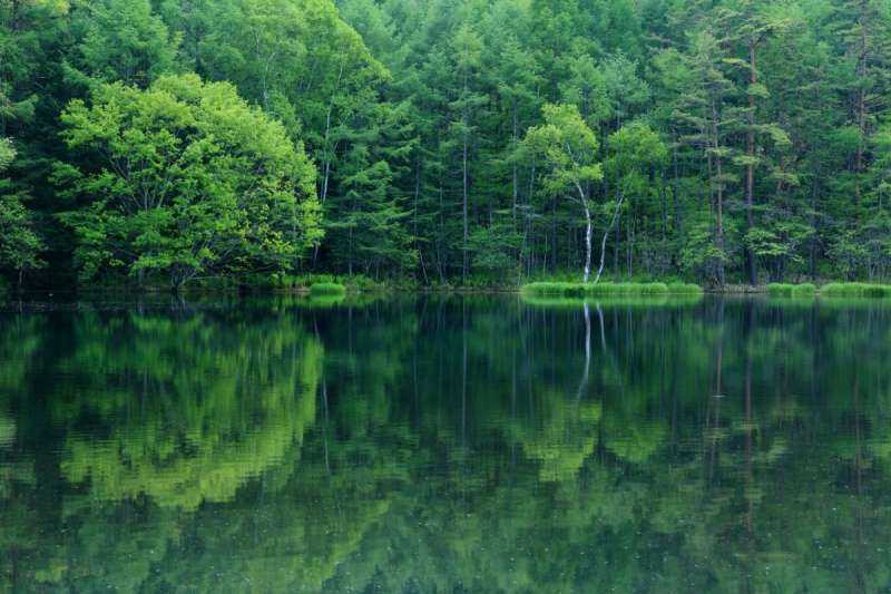 Природа лес озеро