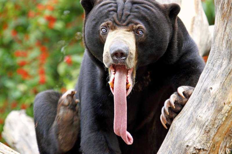 Лысый малайский медведь