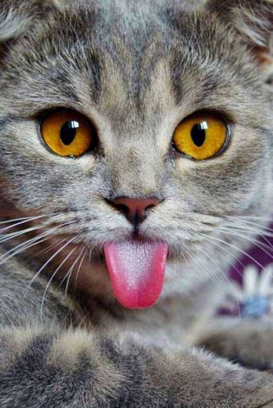 Котенок с высунутым языком