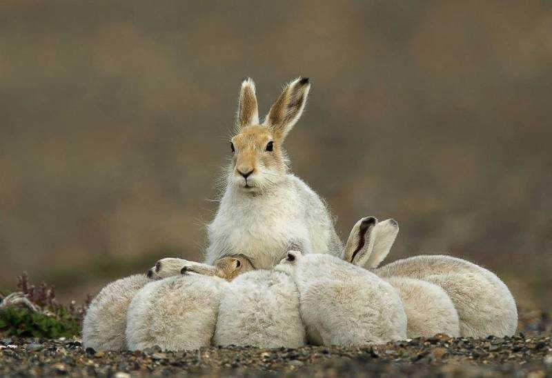 Заяц Беляк с зайчатами