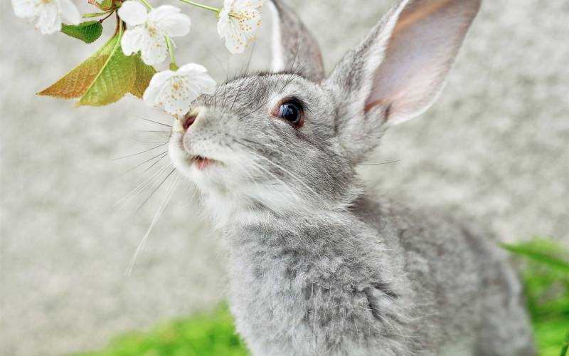 Весенний кролик