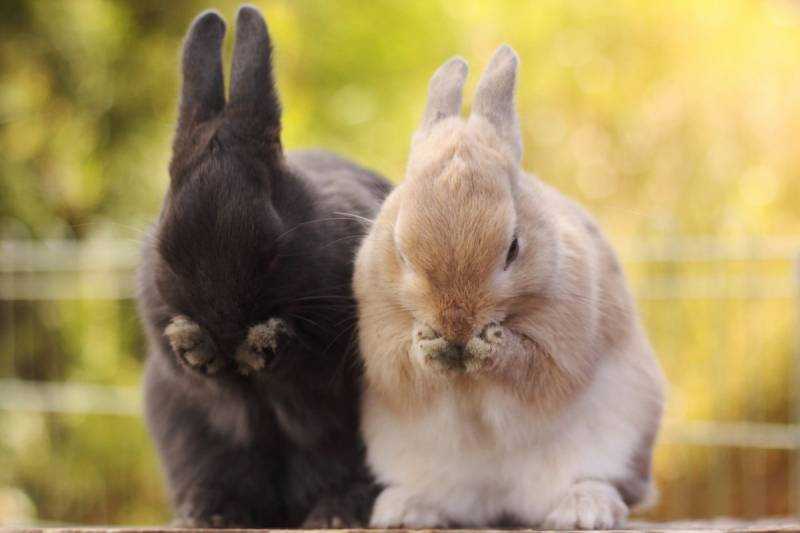 Два кролика