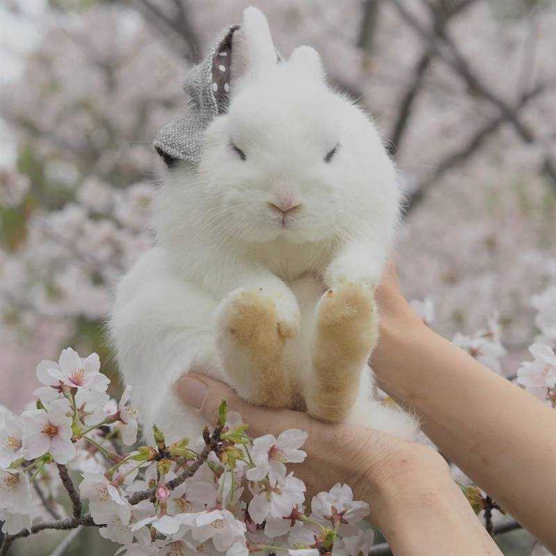 Кролик Весна