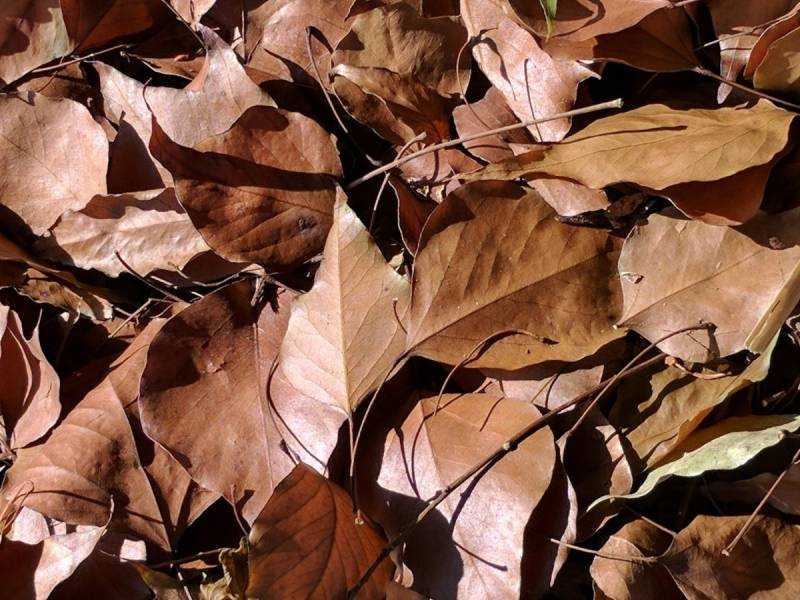 Осенние листья коричневые
