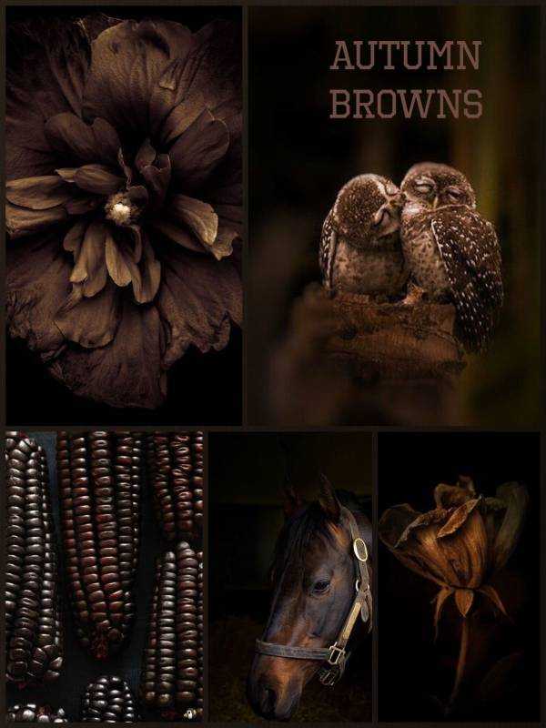 Эстетика коричневого цвета