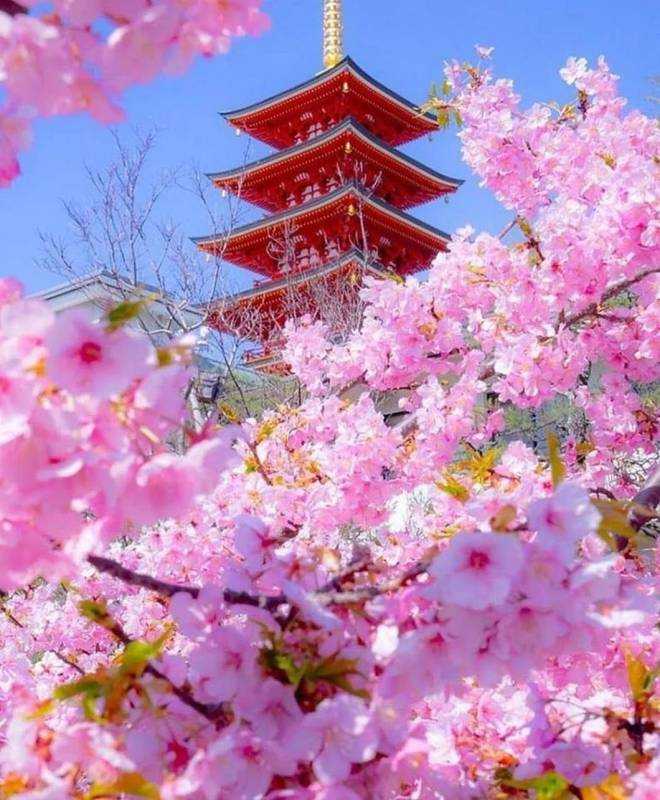 Расцвет Сакуры в Японии
