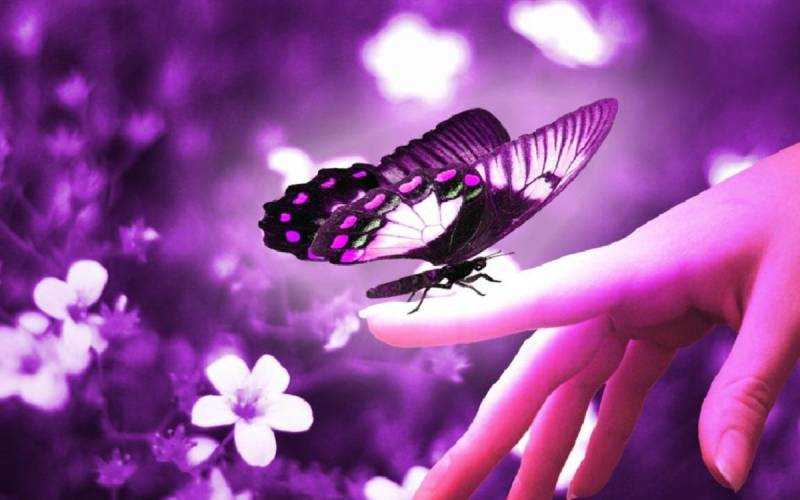 Красивые фиолетовые бабочки
