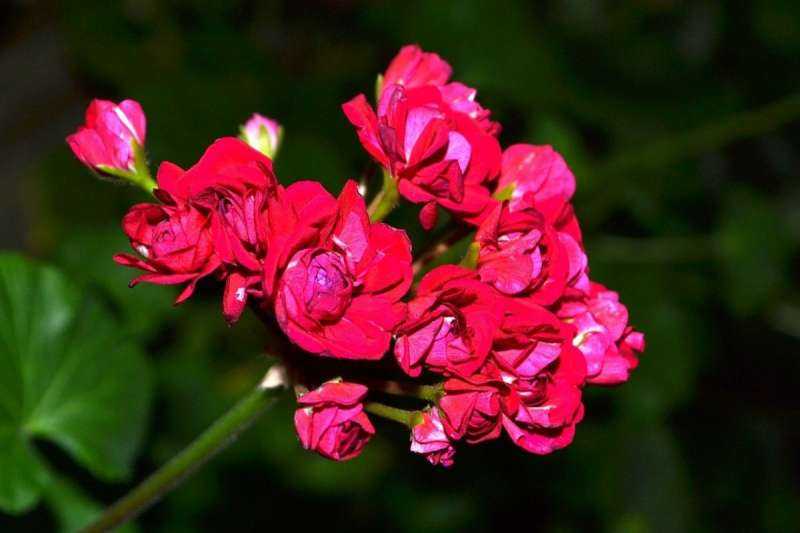 Пеларгония цветок