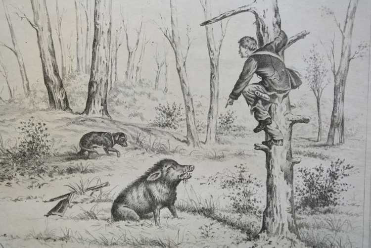 Рисунки на тему охота карандашом