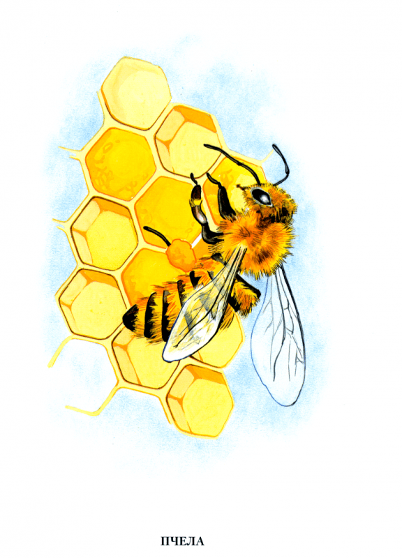 Пчелка и соты