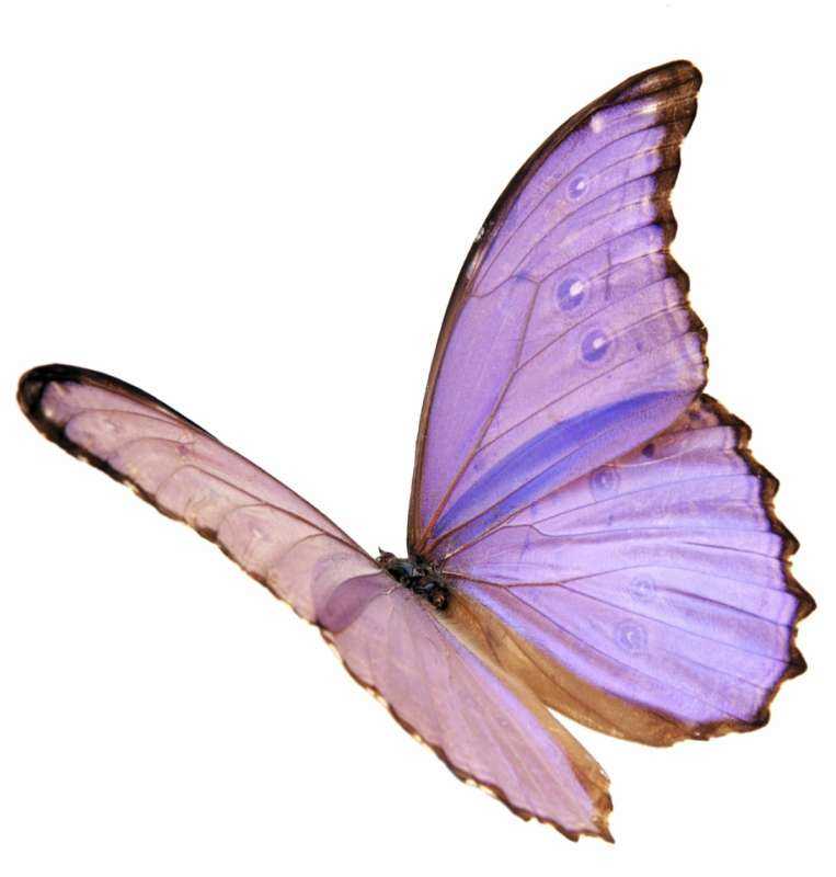 Morpho Menelaus бабочка