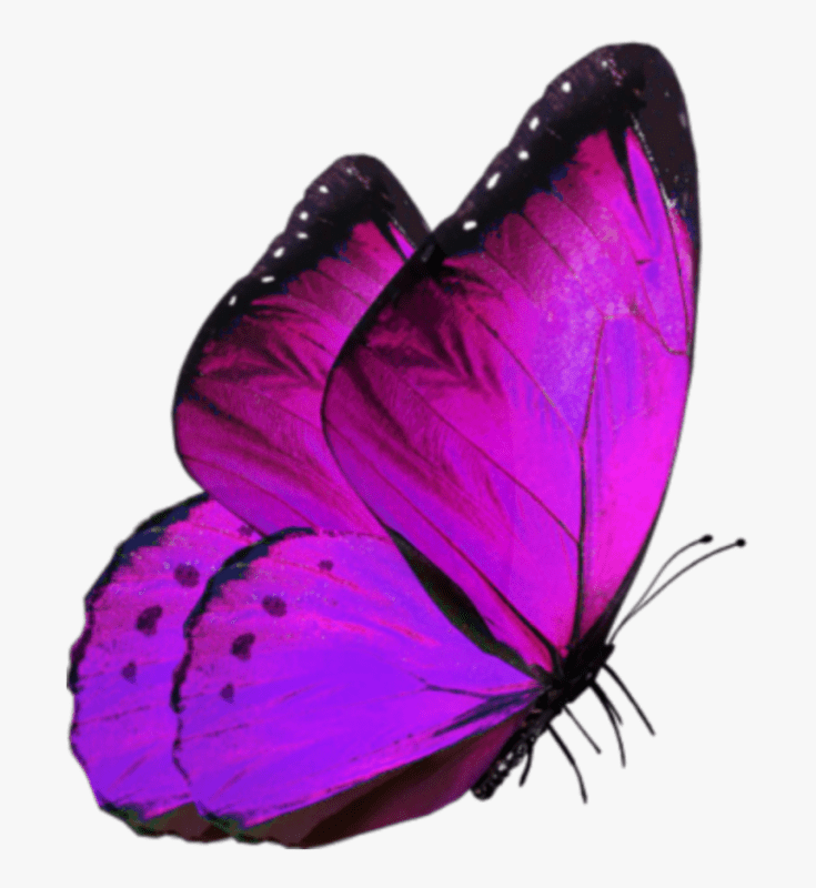 Бабочка фиолетового цвета