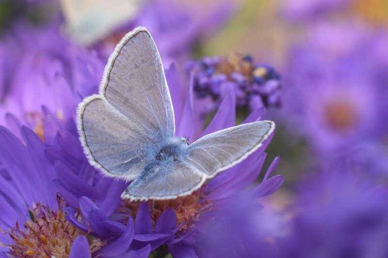 Фотопечать бабочки фиолетовые