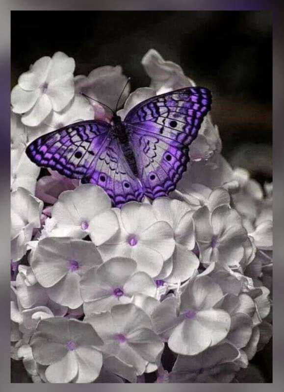 Бабочка фиолетовая