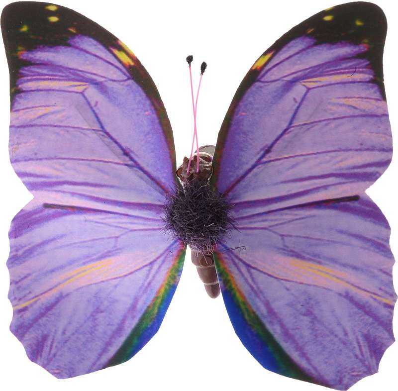 Бабочка лиловая