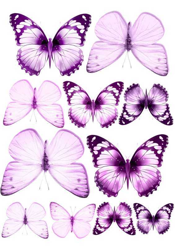  Сиреневые бабочки картинки  73