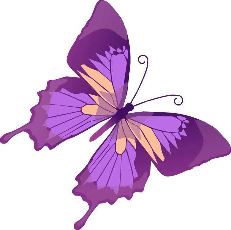 Бабочка лиловая