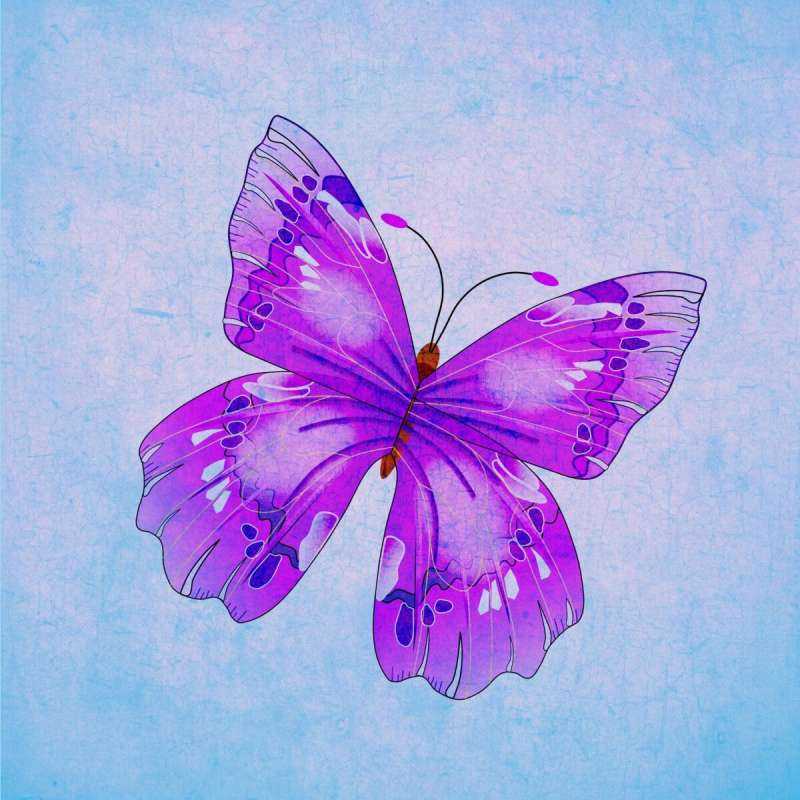 Фиолетовые бабочки в природе