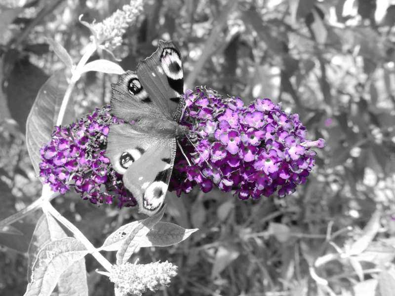 Червонец фиолетовый бабочка