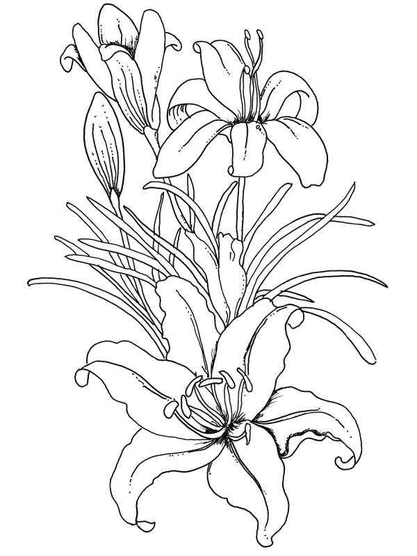 Эскизы цветов для батика