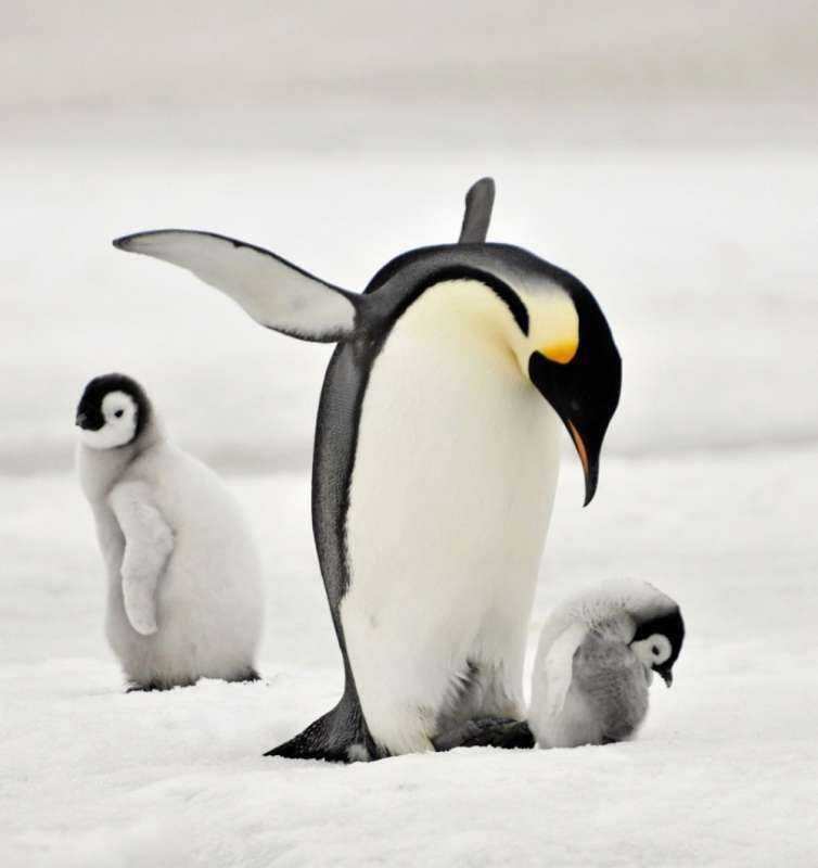 Пингвин картинка