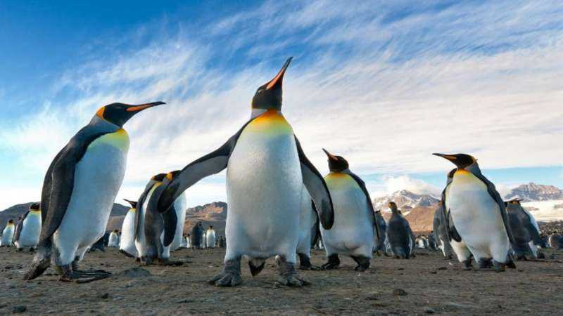 Пара королевских пингвинов