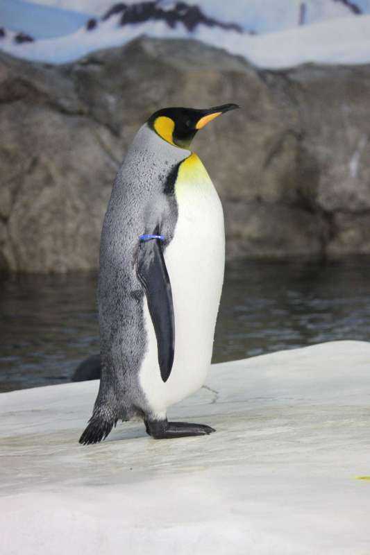Императорский Пингвин Aptenodytes forsteri