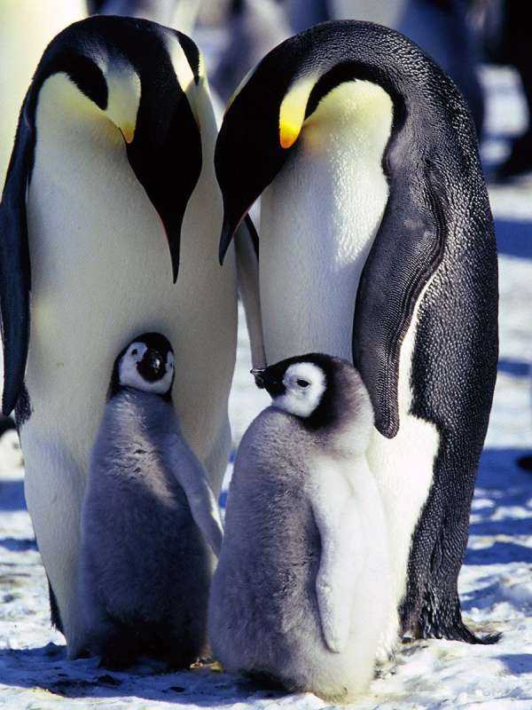 Домашний Пингвин