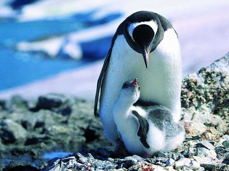 Животные Антарктиды Императорский Пингвин