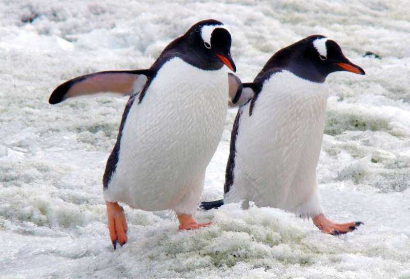 Мадагаскарский Пингвин птица