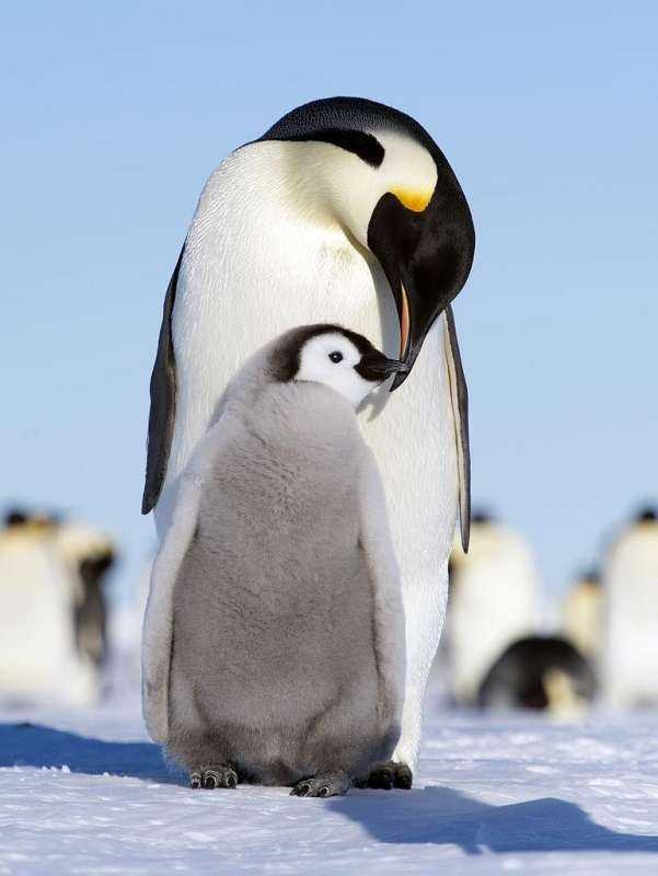 Пингвины Императорский Пингвин