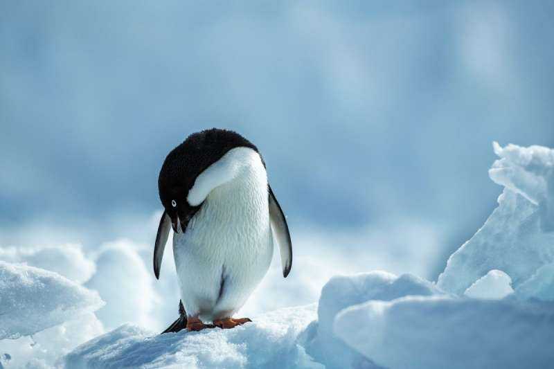 Малый Пингвин в Антарктиде