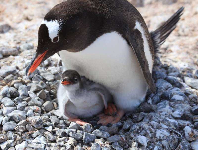 Вес Императорского пингвина