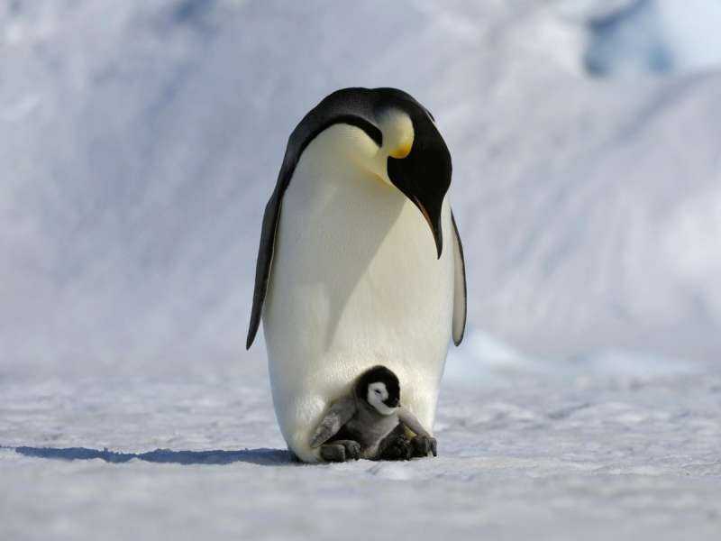 Субантарктический Пингвин