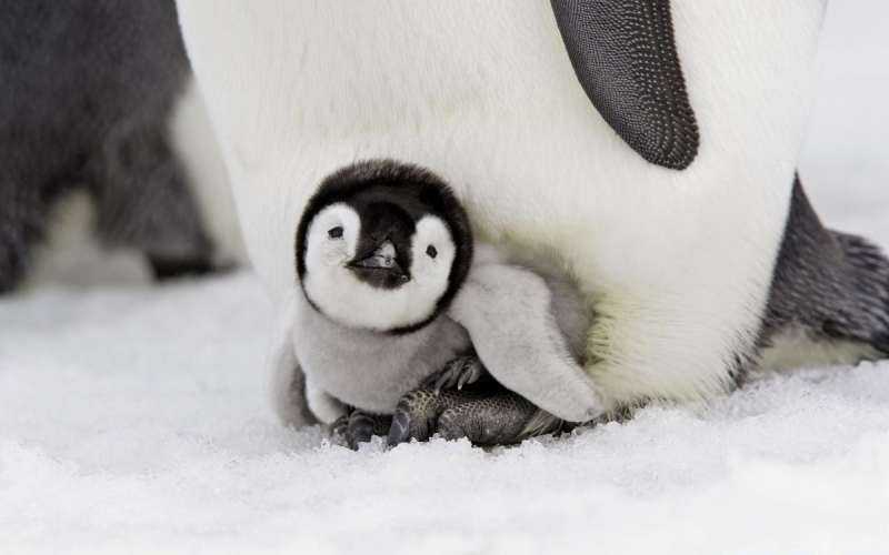Пингвин с пингвиненком