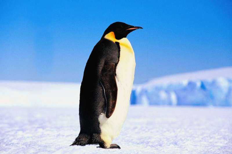 Птичка Пингвин