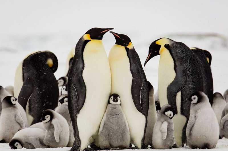 Снежный Пингвин