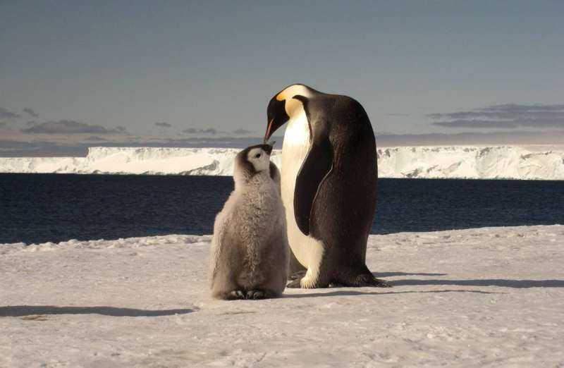 Веселый Пингвин